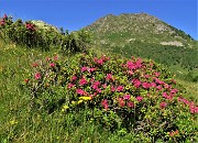 20 Rhododendron ferrugineum (Rododendro rosso) con vista sul Monte Ponteranica or.